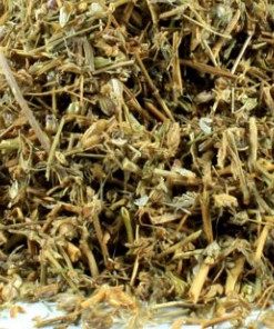 Alternative view of Arenaria Rubra Hierba Trit. (Spergularia rubra Dietrich.)