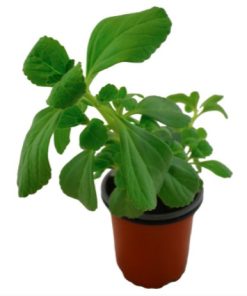 Alternative view of Boldo brasileño Planta Viva . (Plectranthus barbatus) 3 macetas. Pàmies Vitae