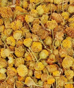 Manzanilla Amarga (Mahon), Flor (Santolina chamaecyparissus L)